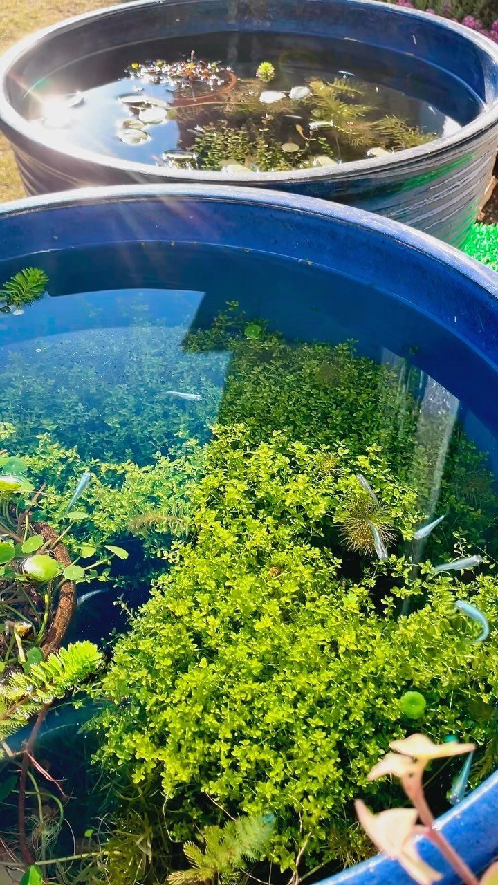 20 Garden Ideas for Small Spaces, From Vertical to Fire Pits 2 Aquatic plants and small fish growing in large blue and black plastic container tubs.