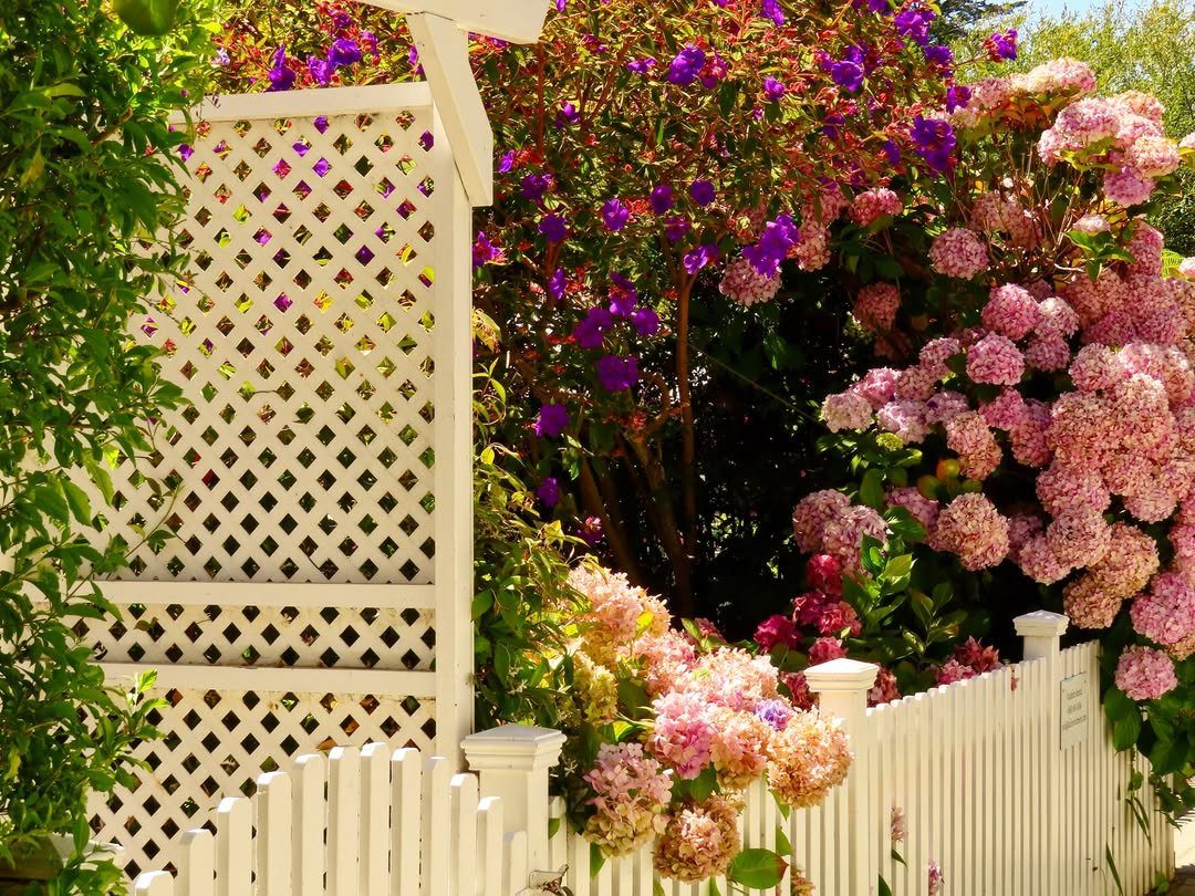 White wooden lattice fence surrounded by pink hydrangeas and purple garden flowers.